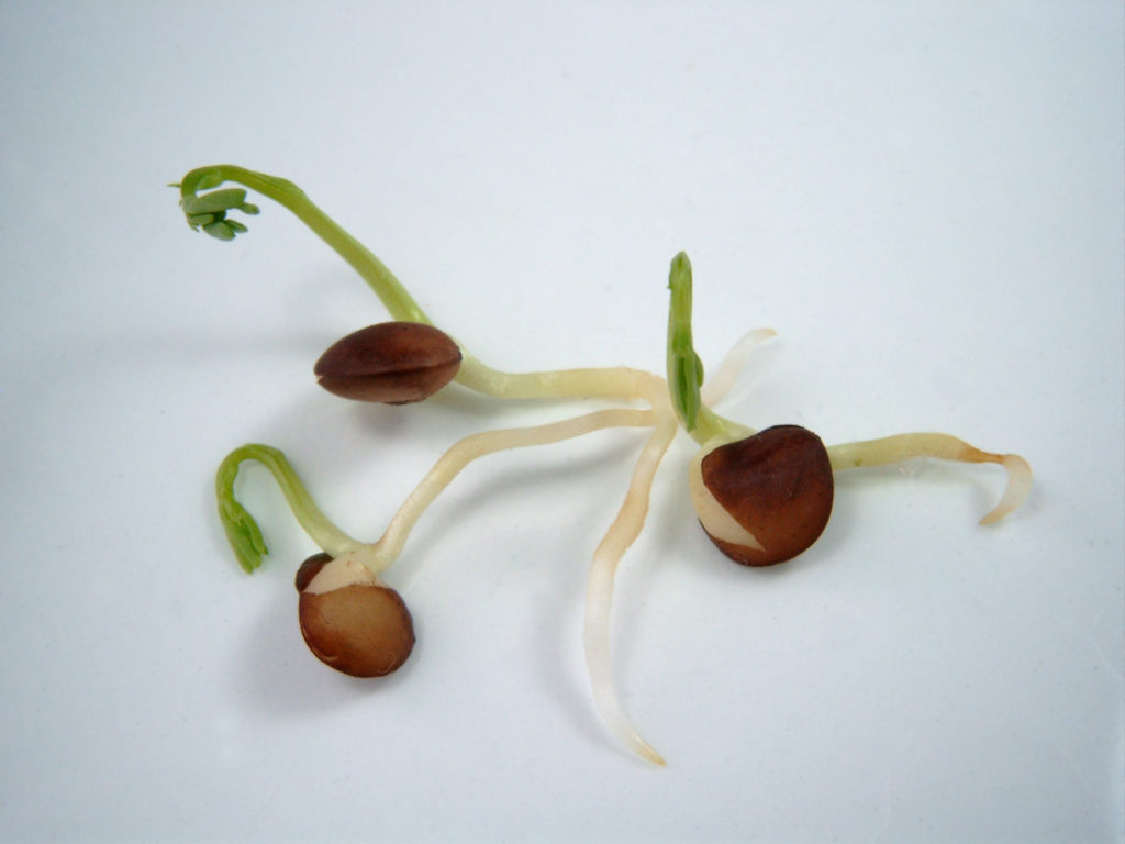 Germinating bean seeds