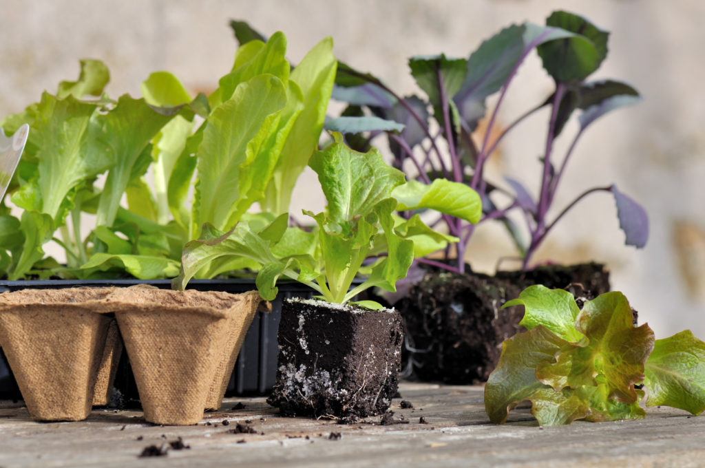 Lettuce seedlings in pots