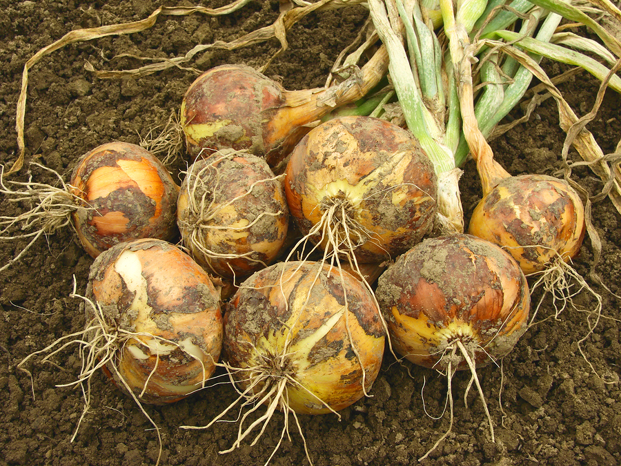 Harvested onions