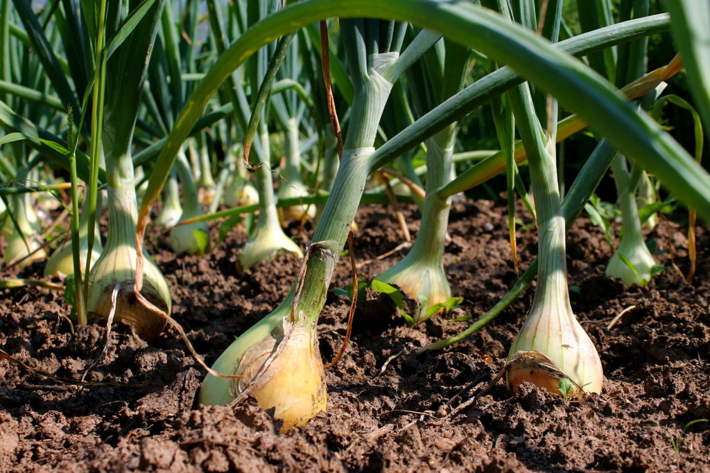 Bulb onions in mid-summer