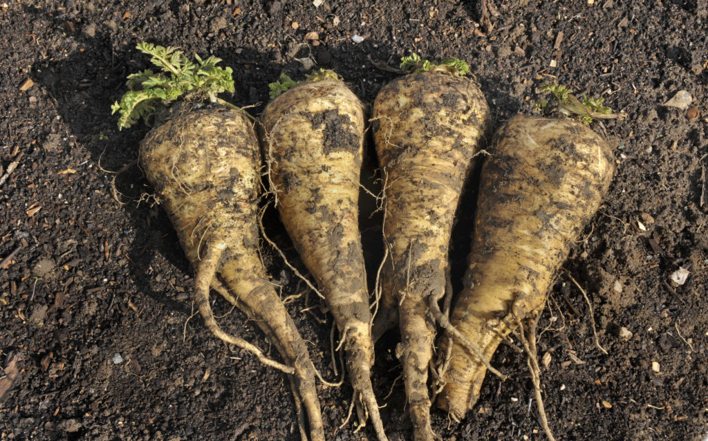 Parsnip roots