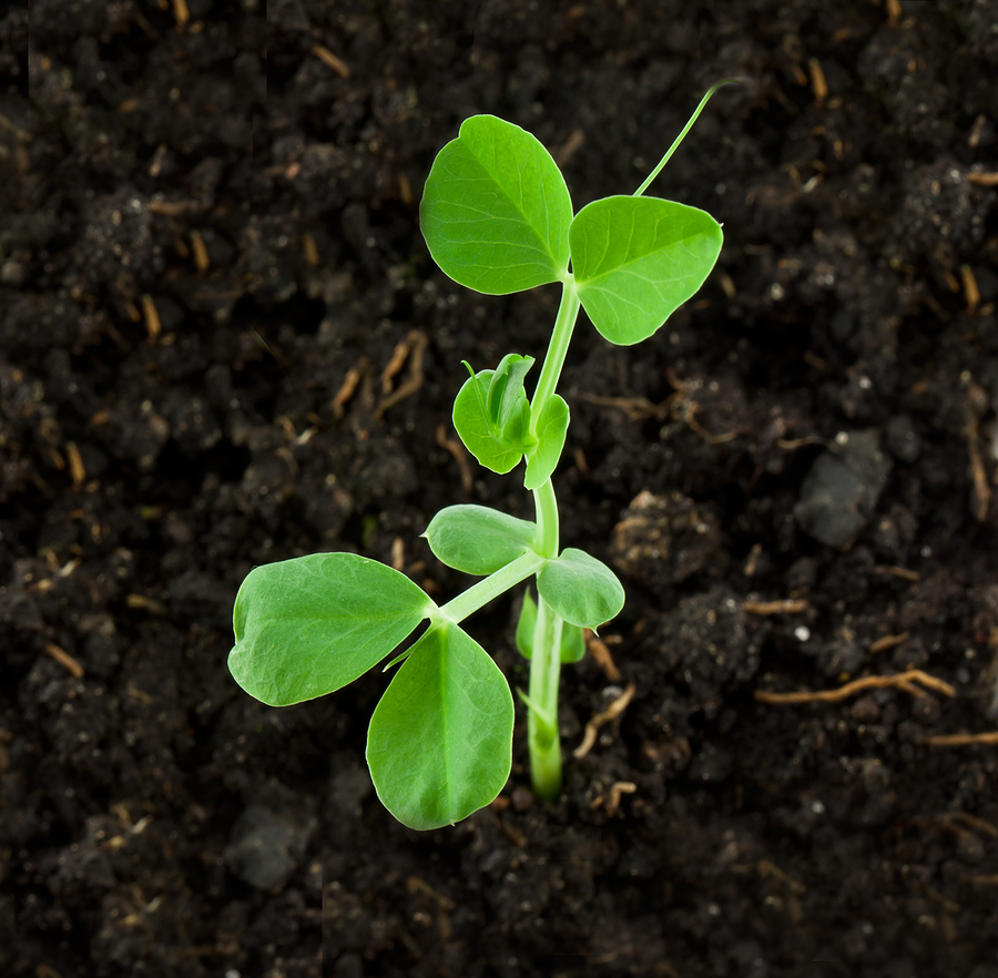 Peas germinate in cool soil