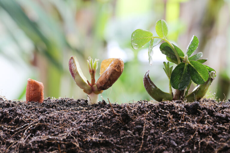 Peanut seedling