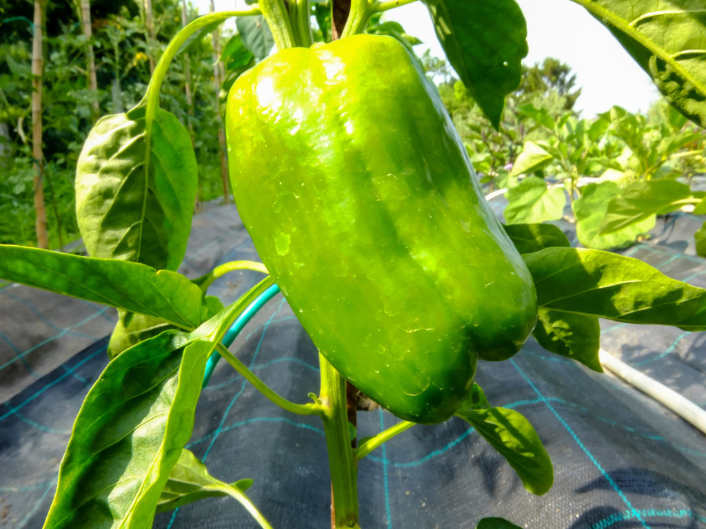 Green bell pepper