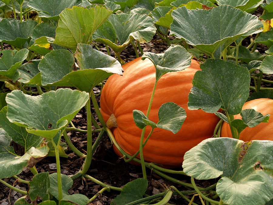 pumpkin near harvest