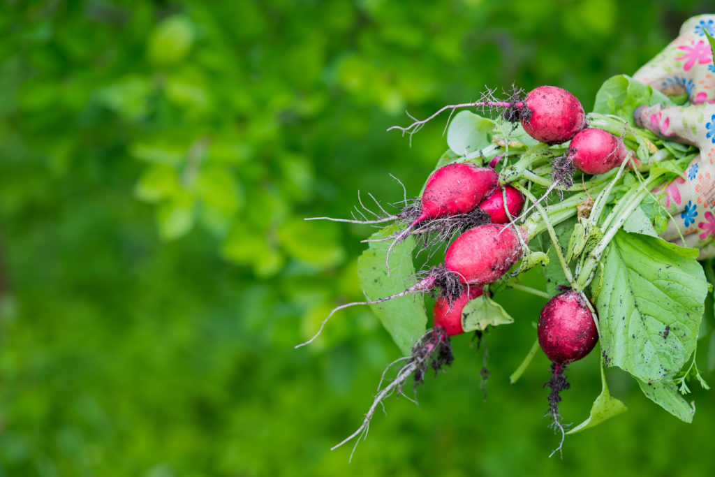 Freshly harvested radishes