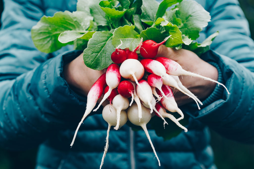 French breakfast radishes