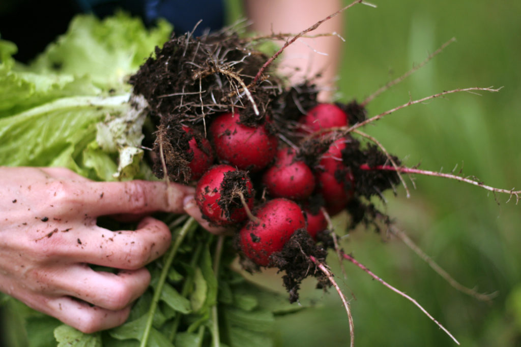 'Cherry Belle' round red radishes