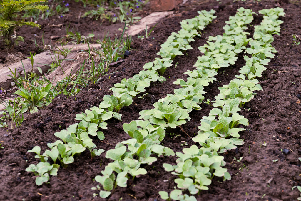 Rows of radish seedlings