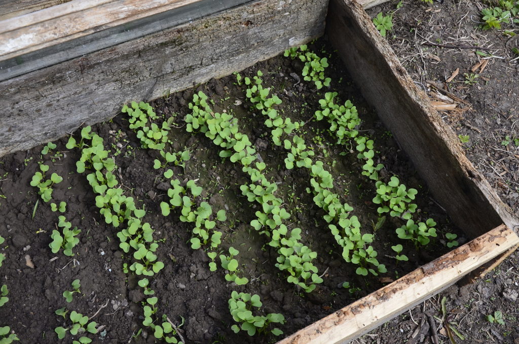 Young radishes grow in the garden in early spring