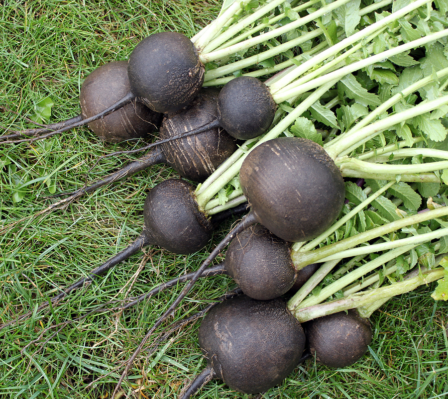 Black radishes