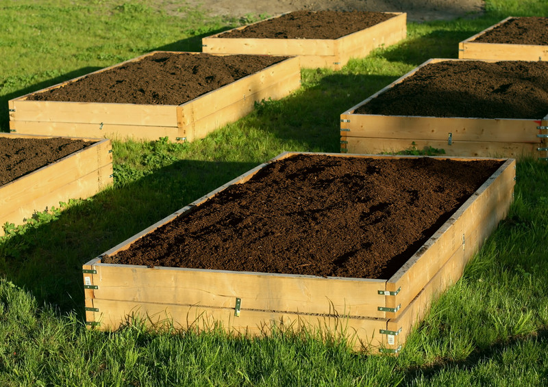 Raised beds filled with commercial planting mix