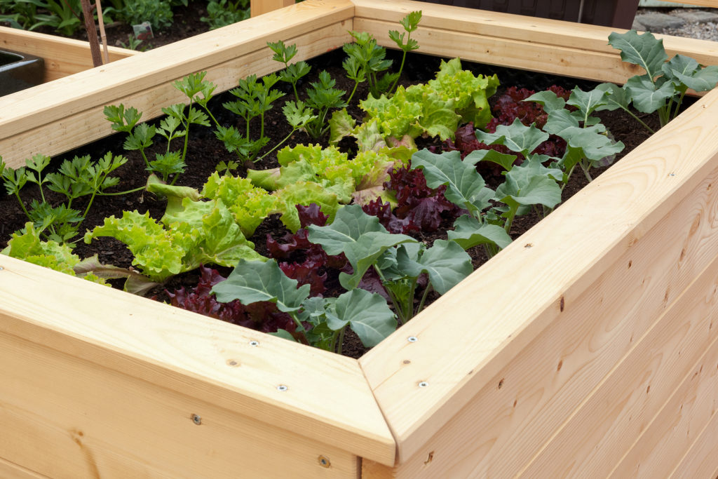 Raised bed with cap for sitting