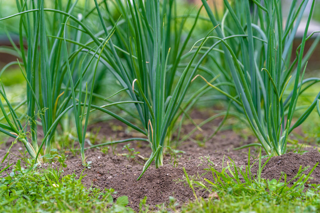 How to Grow Green Onions, Spring Onions, and Scallions