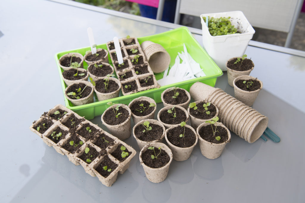 Seedlings started in biodegradable pots