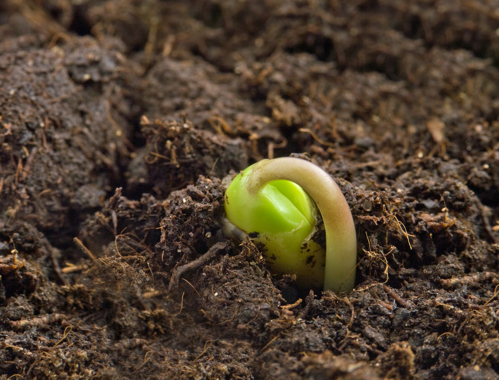 Vegetable Seed Germination -- Harvest to Table