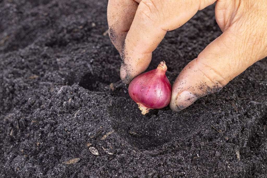 Planting a shallot