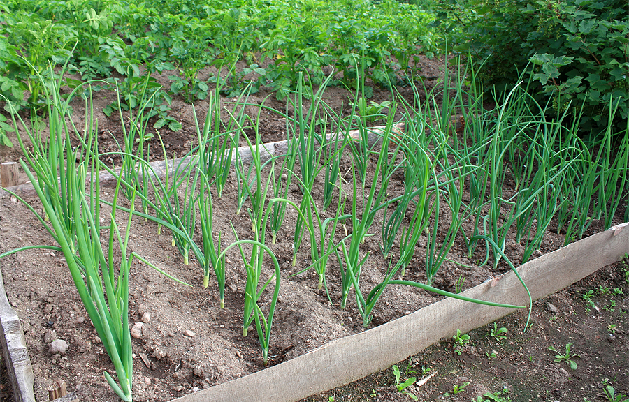 Shallots in a raised bed