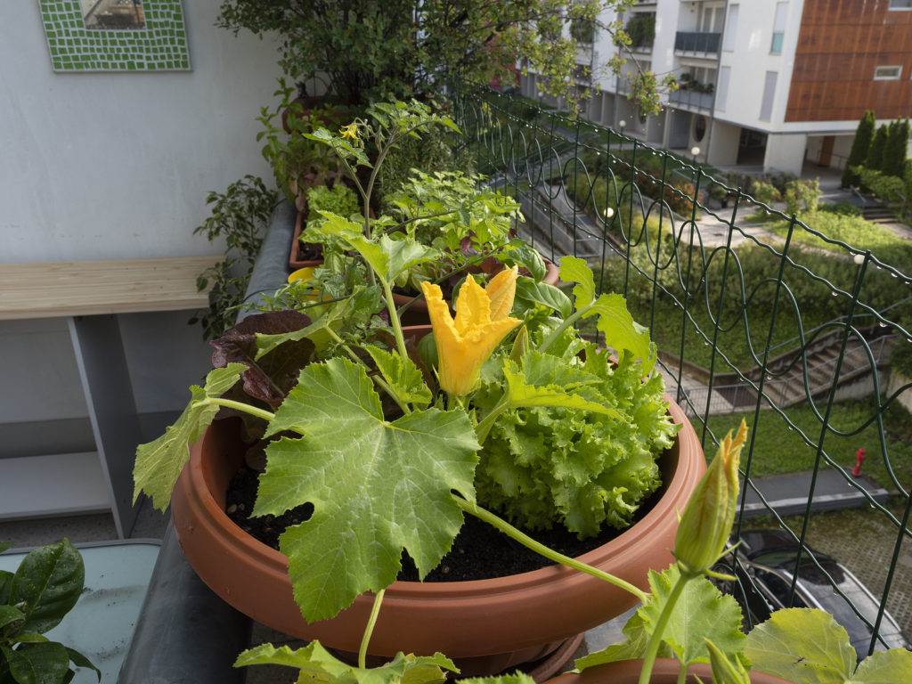 Squash growing in a pot on a balcony