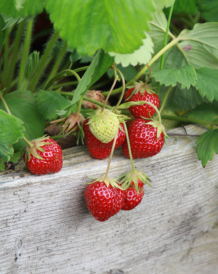 strawberries ready for harvest