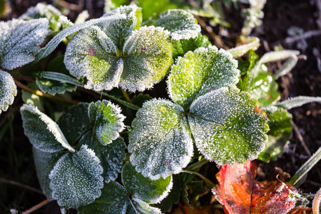 Strawberry leaves frost