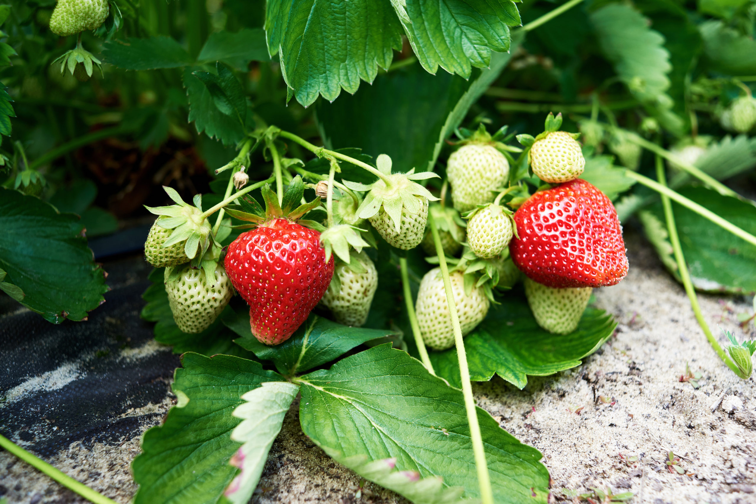 growing strawberry plant stages
