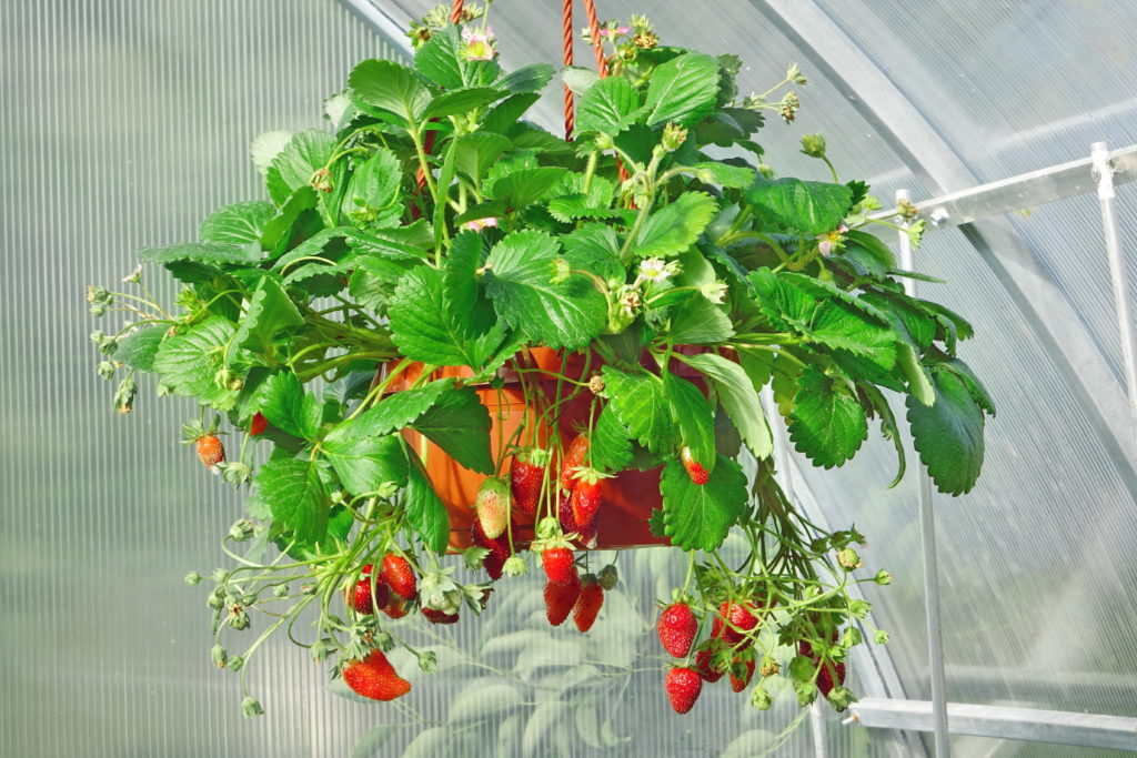 Growing strawberries indoors in winter