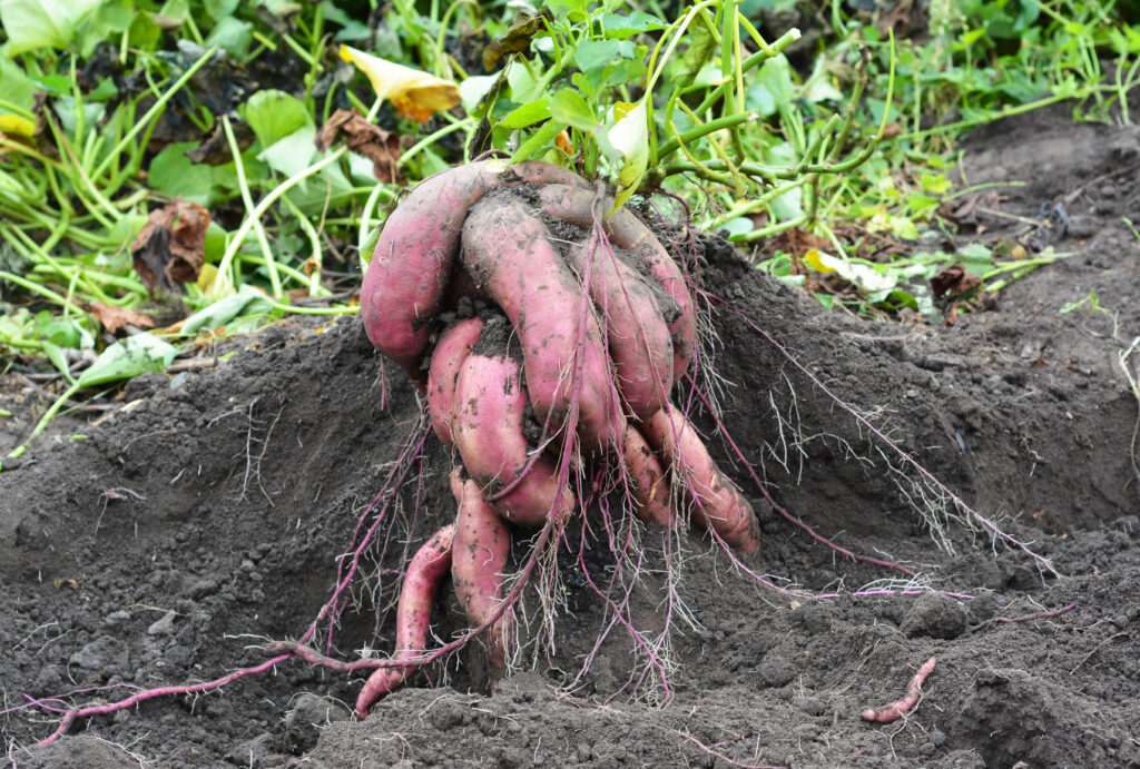 Harvesting sweet potatoes