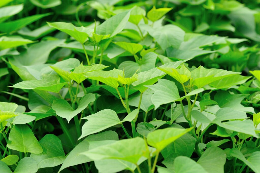 Sweet potato plants