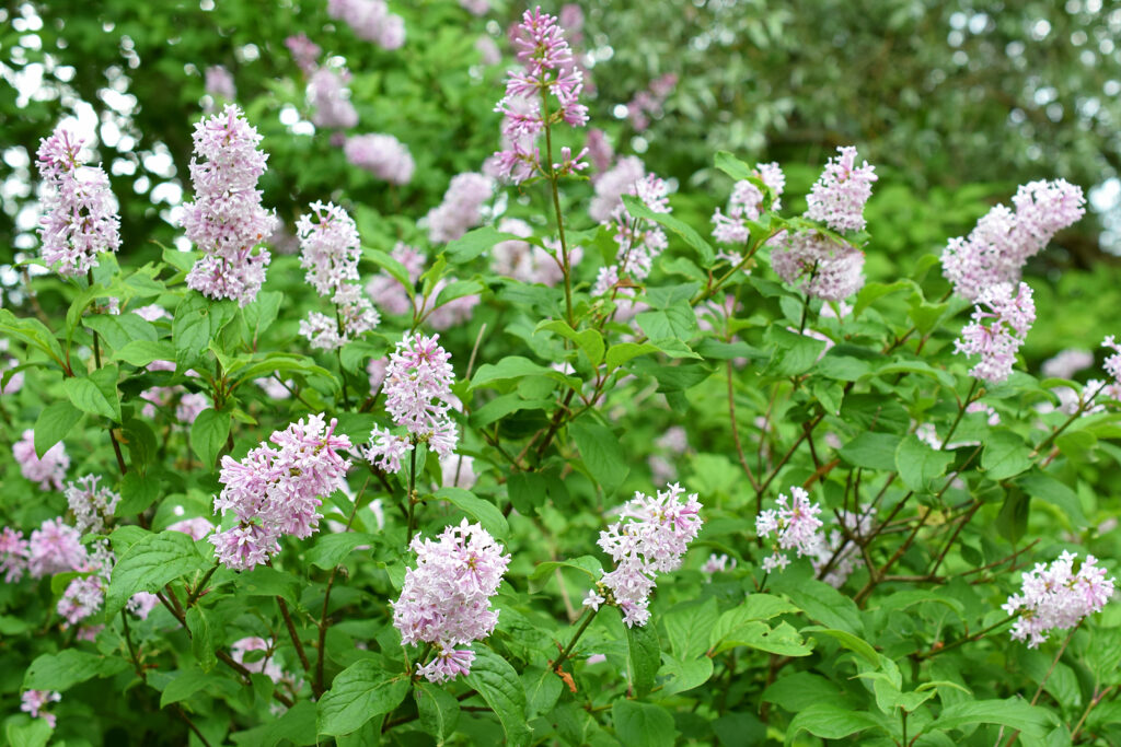 Lilacs blooming