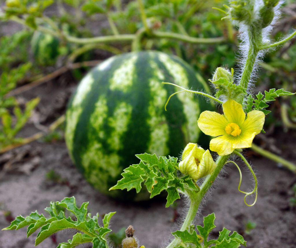 Watermelon Plant