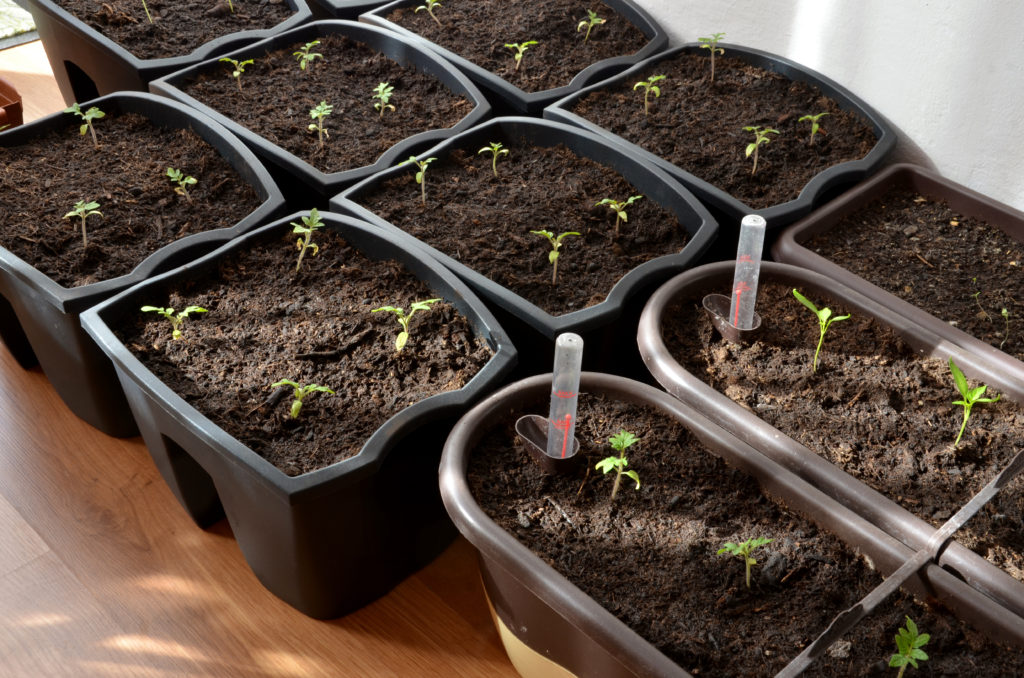 Pepper and tomato seedlings