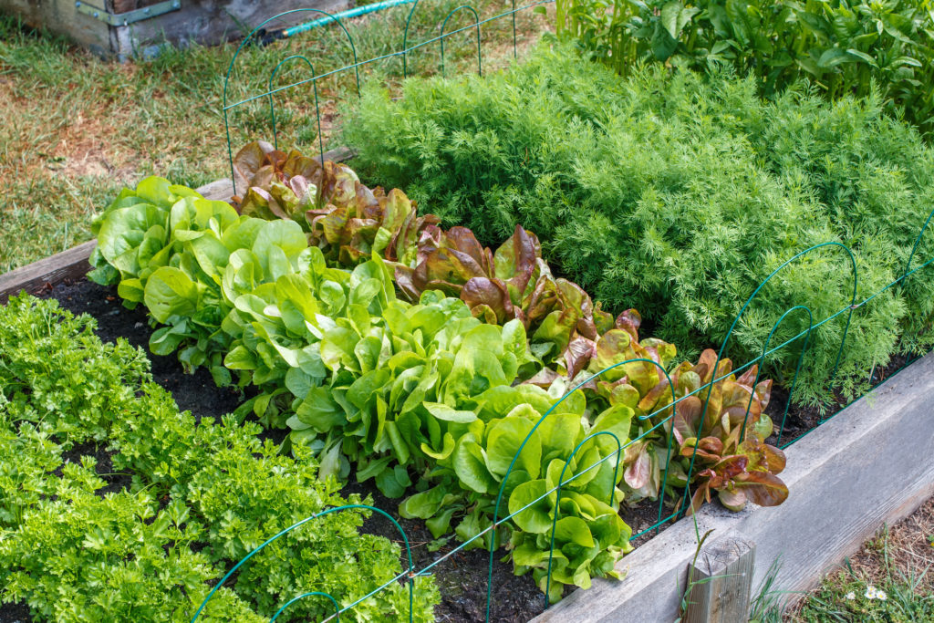 Salad garden in raised bed
