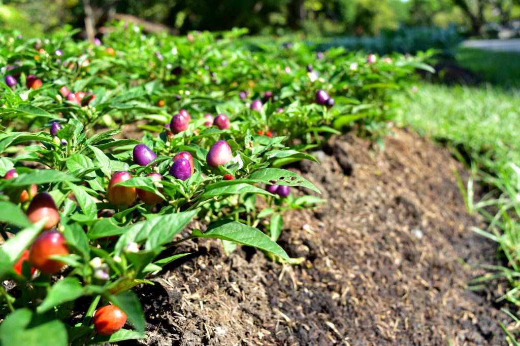 Purple cayenne peppers