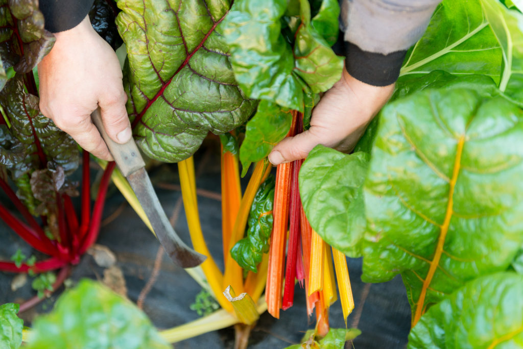 Trimming red Swiss chard 