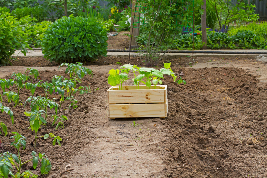 Tomato and cucumber sprouts