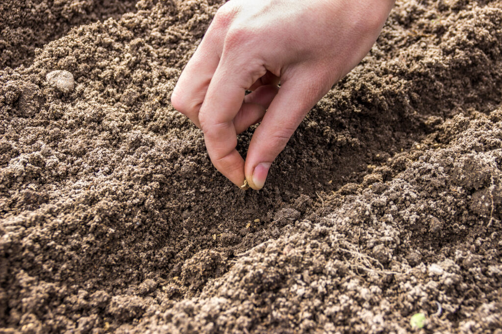 Sowing carrot seeds