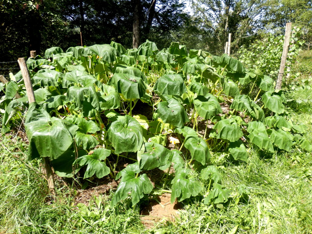 Wilted squash leaves