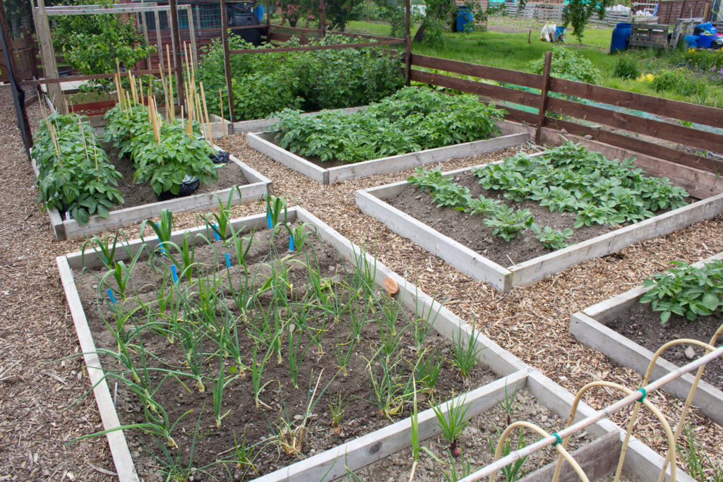 Vegetable garden with raised beds
