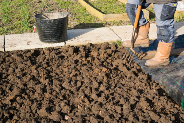 Grow Carrots Any Time of the Year in Five Steps