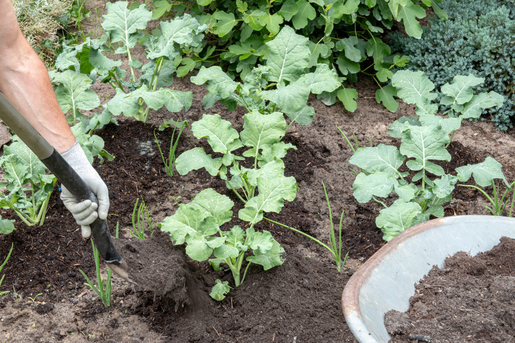 compost around broccoli