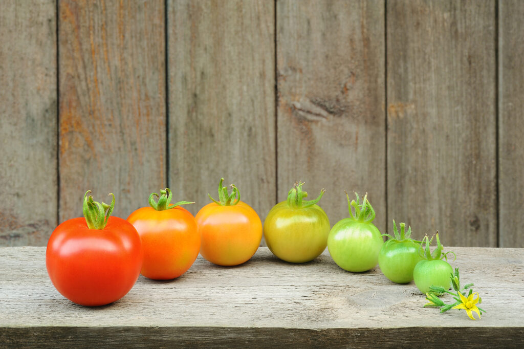 Ripening tomatoes