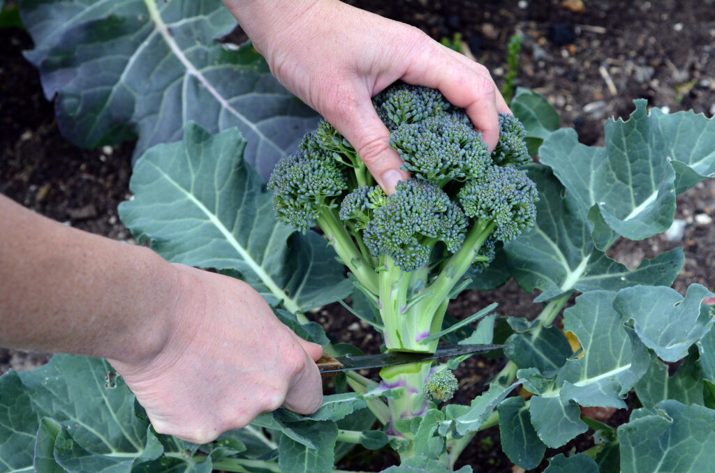 Harvesting broccoli