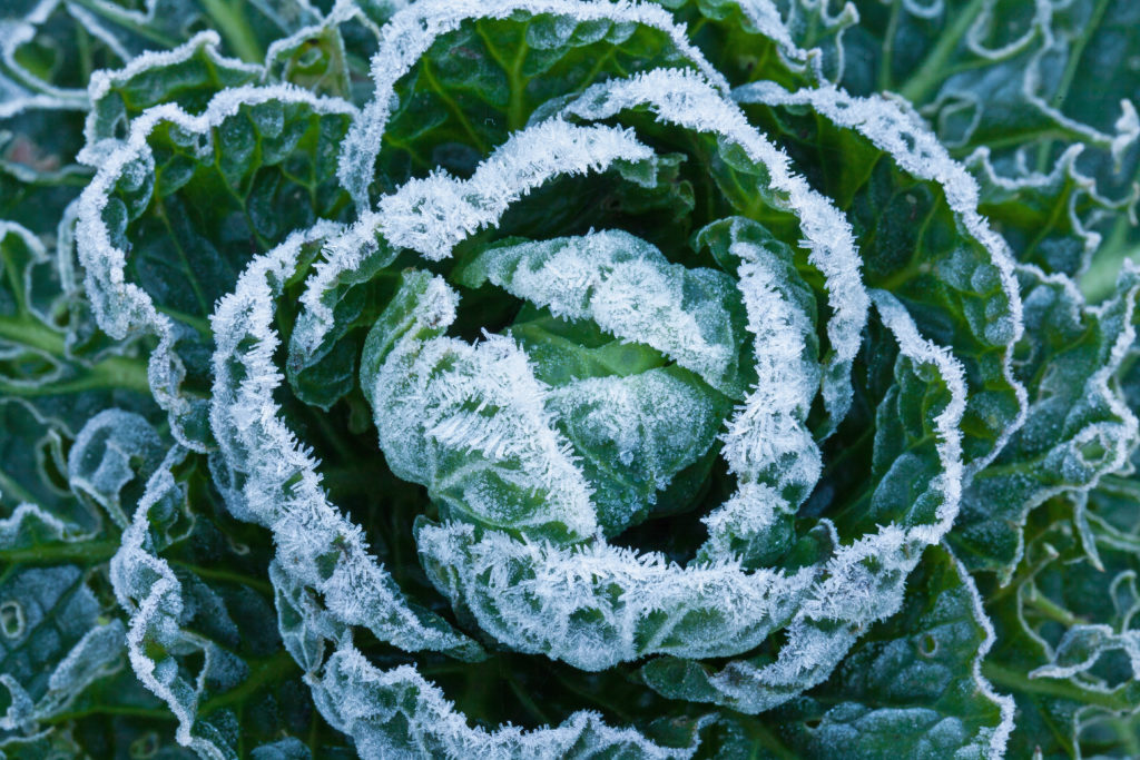 White frost crystals on Brussels sprouts 
