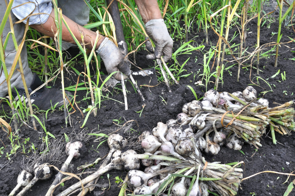 Harvesting ripe garlic