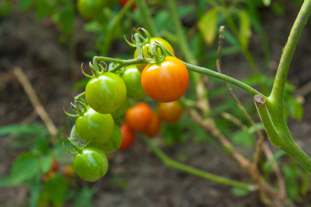 Green and red cherry tomatoes on the vine