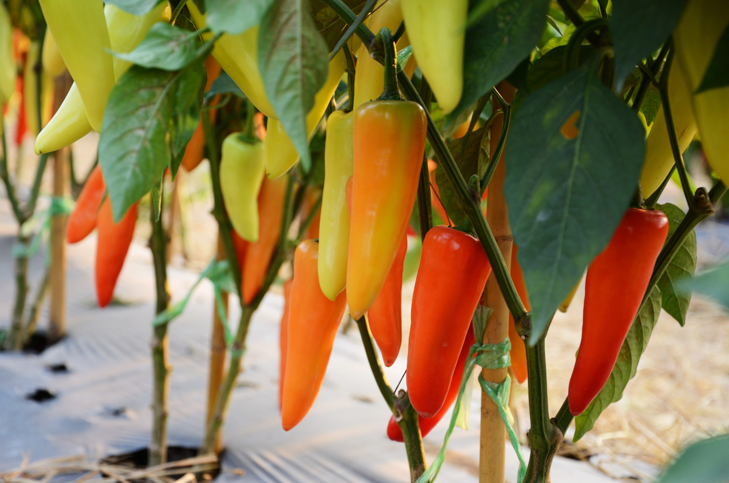 How To Plant And Grow Hot Peppers Harvest To Table