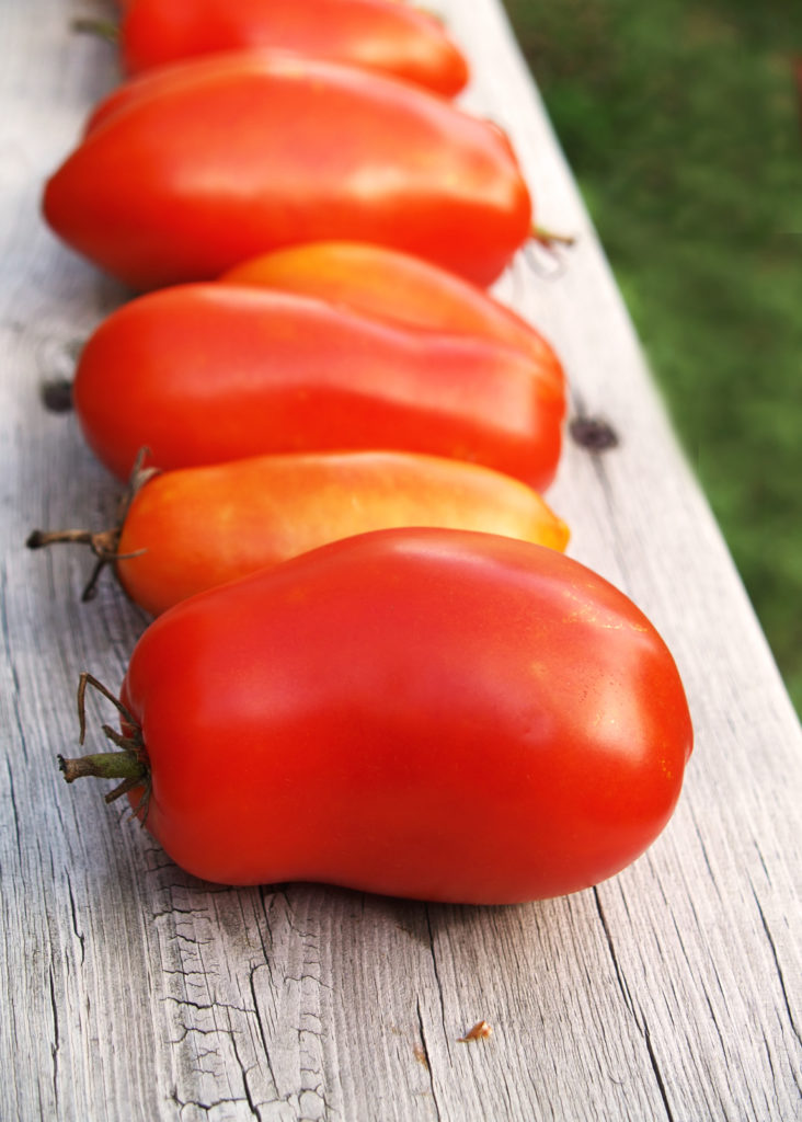 Plum tomatoes