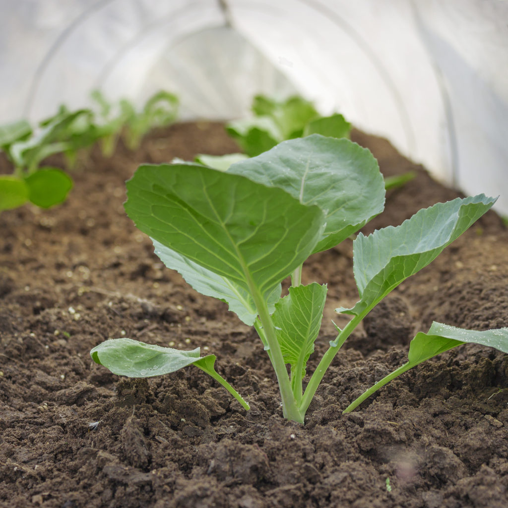 Cabbage seedlings