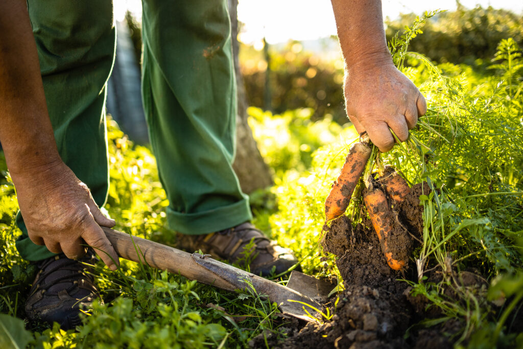 Lifting carrots at harvesttime